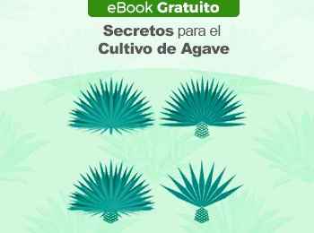 eBook Gratuito: Secretos para el Cultivo de Agave