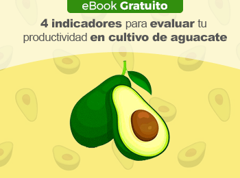 eBook Gratuito: 4 indicadores para evaluar tu productividad en cultivo de aguacate