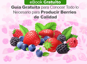 eBook Gratuito: Guía Gratuita para Conocer Todo lo Necesario para Producir Berries de Calidad